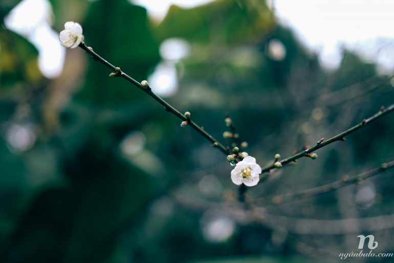 Tổng hợp kinh nghiệm du lịch bụi Đài Bắc và Đài Trung