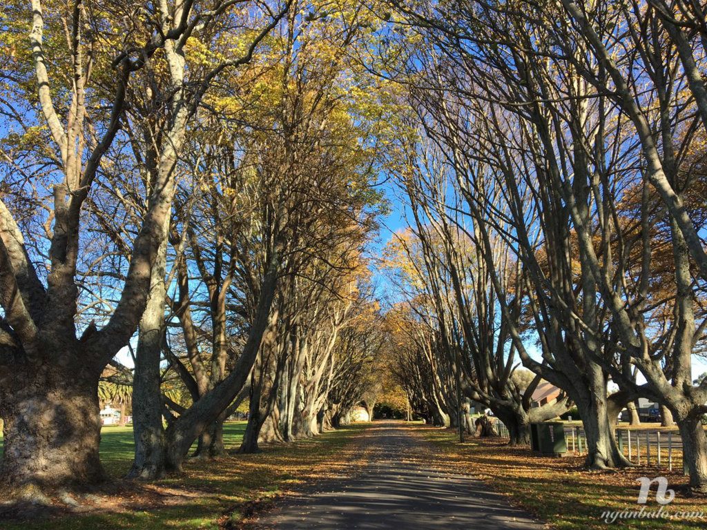 Cách mở tài khoản ngân hàng và mã số thuế ở New Zealand