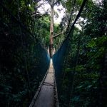 Cầu treo ở Poring Hotspring, Malaysia