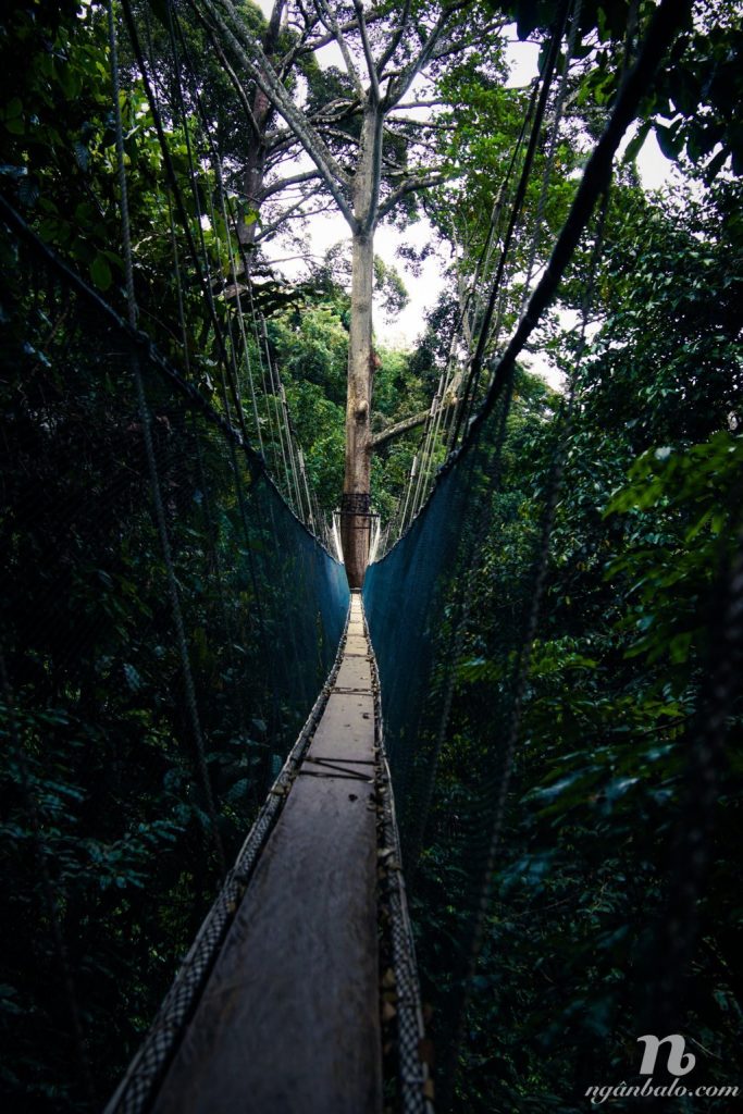 Cầu treo ở Poring Hotspring, Malaysia