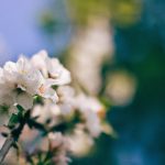 MINI GAME TẶNG TOUR 1 NGÀY ĐẾN JIUFEN, SHIFEN, ĐÀI LOAN