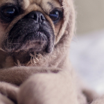 Tổng hợp các khách sạn, dorm, hostel tốt ở Manila, Philippines