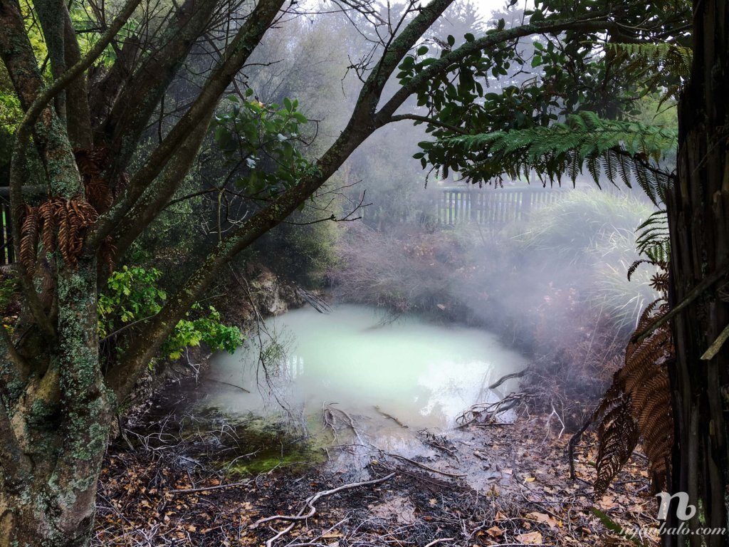Road Trip vòng quanh New Zealand (5): Rotorua