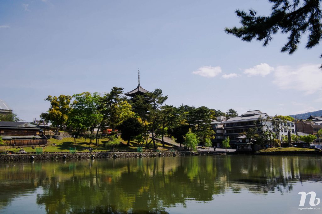 Một ngày ở Nara - Thăm nai ở công viên Nara và chùa Todai-ji