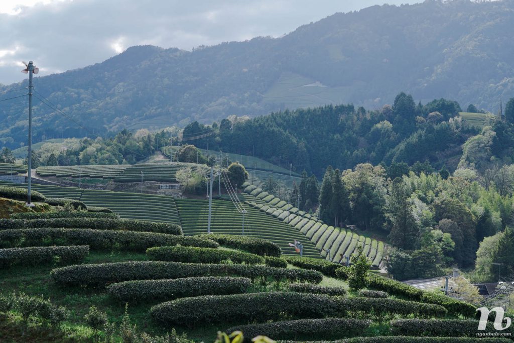 Khám phá đồi chè ở Wazuka, Kyoto