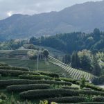 Khám phá đồi chè ở Wazuka, Kyoto