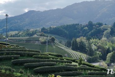 Du lịch bụi Nhật Bản (10): Khám phá đồi chè ở Wazuka, Kyoto – Ăn bánh uống cà phê ở quán nhỏ ven đường