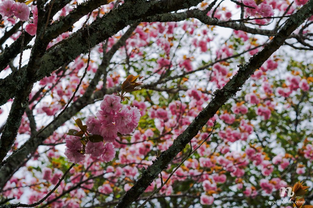Du lịch bụi Nhật Bản (3): Ngày thứ Hai - Lên núi Yoshino (Yoshinoyama) tìm Sakura