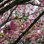 Du lịch bụi Nhật Bản (3): Ngày thứ Hai - Lên núi Yoshino (Yoshinoyama) tìm Sakura