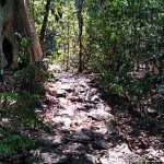 Kinh nghiệm đi Vườn Quốc Gia Nam Cát Tiên